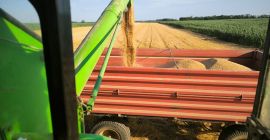 Vendo 100 toneladas de trigo, 3ra clase, Hectolitros 80+