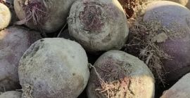 Se venden remolachas rojas orgánicas certificadas de la variedad