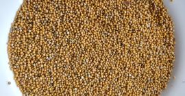 Hola. Tengo aproximadamente 8-9 toneladas de mostaza blanca a