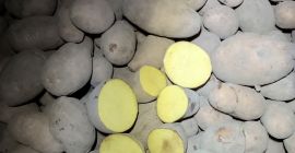 Vendo papas de calibre +45 mm y +50 mm.