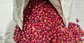 Vendo escaramujos silvestres congelados, 40 t. La mejor calidad.