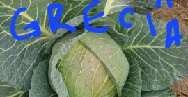 COL BLANCA FRESCA DIRECTAMENTE DEL PRODUCTOR, ESPERAMOS SUS OFERTAS