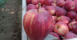 Hola, tengo 100 toneladas de galia rayada a la