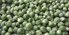 Venta de coles de Bruselas, producto sano y limpio,