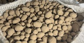 Vendo papas Vineta. Estas papas tienen certificación Clase A.