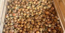 Hola, vendo cebollas blancas y rojas cultivadas a partir