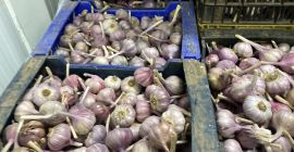 Venderé harnas de ajo calibre 50 + 60 +