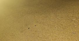 Vendo avena, mas información al teléfono [teléfono]