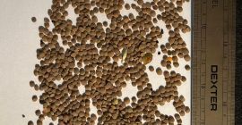 Disponemos de 22 toneladas de lentejas rojas procedentes de