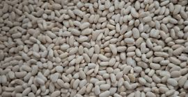 Sprzedam ilosci calosamochodowe fasoli jaś karłowy. Pakowanie wedle uznania,