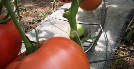 Tomates de frambuesa muy bien llenos, dulces, con un