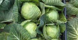 Repollo joven disponible en grandes cantidades. Suministro directo. Calidad