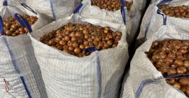 Somos una empresa austriaca que vende cebollas amarillas y