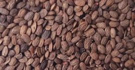 Serradella orgánica. Material de semilla de categoría C1, alta