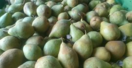 Venderé peras de la variedad Ksenia, aproximadamente 60 toneladas,