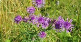 Semillas de aciano - Cosecha 2024. Semillas de aciano