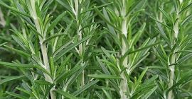 Ubicados en el corazón de Solwezi, Zambia, cultivamos una