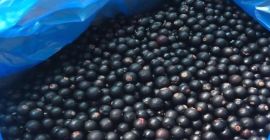 Black currants for sale – Grade A, direct producer