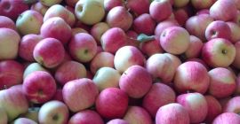 Venderé manzanas piros desde 6.5 tel. 603062079