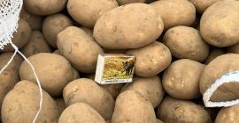 Papas amarillas a la venta, calibre [teléfono] y calibres