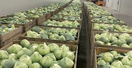 Repollo de maduración tardía. Apto para conservación prolongada (en