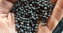 Dia vendo veza de invierno organica rea 90% germinacion