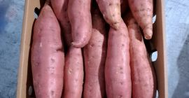 Disponible para exportación de batata de primera calidad. Cargas