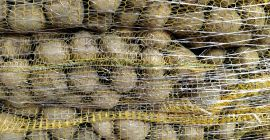 Papas GALA de tierra clara, cepilladas en bolsa cosida.