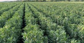 Vendo habas, variedad Rambos, Bizon. Año de cosecha 2025.