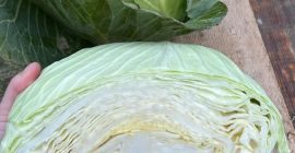 Podemos gestionar el envío si es necesario. Entrega gratuita