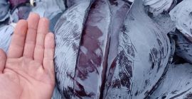 Vendo col lombarda, producto sano, calibre 2-4 kg.