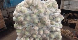 Vendo apio pulido, sano y bonito. Peso: 0,5-1,2 kg.