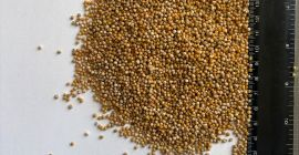 Venderé semillas de mostaza blanca, pureza ~99%, en bolsas