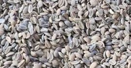 Vendo semillas de phacelia, desde 22 toneladas. ¿Tienes alguna