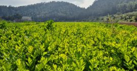 Up to 5 x tonnes Weekly supply capacity 1