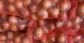 Cosecharemos 100 ha de judías verdes y 100 ha