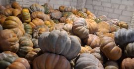 Buenos días, vendo calabaza moscatel.