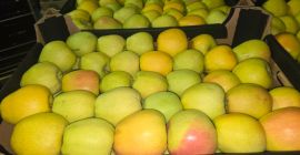 Vendo Prince Golden Jonagored Ligol Idared Gala Pinova Boskop