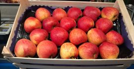 Vendo manzanas de mesa, variedades pequeñas y de segunda: