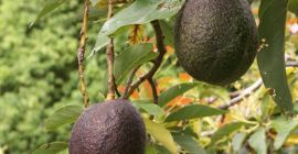 Ofrecemos un producto de aguacate premium, cultivado en regiones