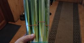 Hola, vendo cebollino en manojos y al peso. Precios