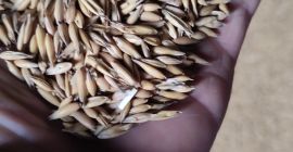 Vendo avena comprada en planta central hace un año,