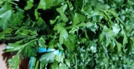 Świeża dostawa natki z Uzbekistanu, towar można zobaczyć na