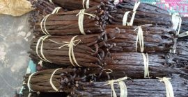 Vainas de vainilla frescas (variedad Bourbon) procedentes de Uganda.