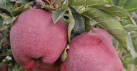 Ofrezco manzanas de la variedad Red Chief, calibre 65-85,