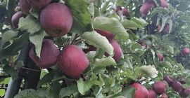 Ofrezco manzanas Red Jonaprince, tamaño 65/85, con certificado KA;