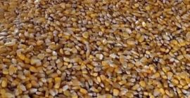 Vendo 8 toneladas de maíz. Secado naturalmente en un