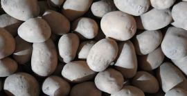 Vendo papas comestibles, como se muestra en la foto.