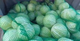 Repollo blanco, variedad Storka, pesa entre 1 y 3