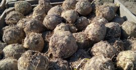 Vendo apio pulido a mano, variedad holandesa. Precio: 0,7